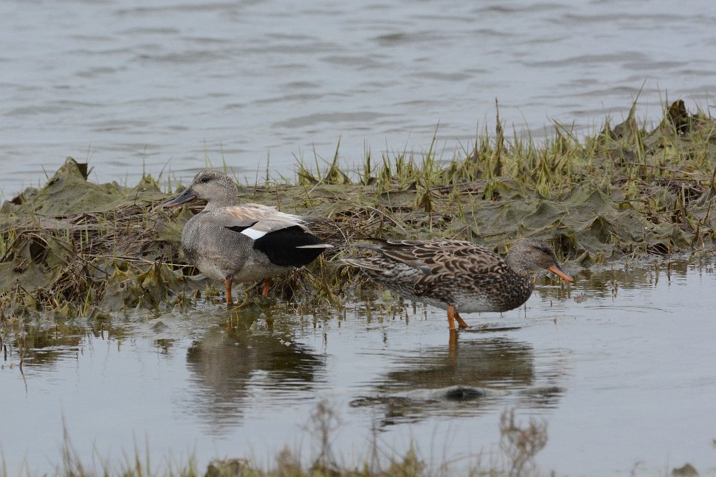 Duck, Gadwall, 2016-05087890 Parker River NWR,vMA.JPG - Gadwall. Parker River National Wildlife Refuge, MA, 5-8-2016